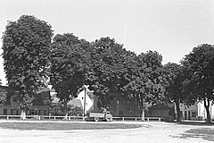 Kastanien am Viehmarktplatz